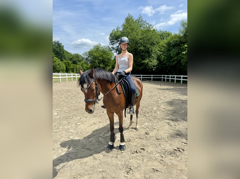 Deutsches Reitpony Stute 6 Jahre 146 cm Brauner in Philippsthal (Werra)