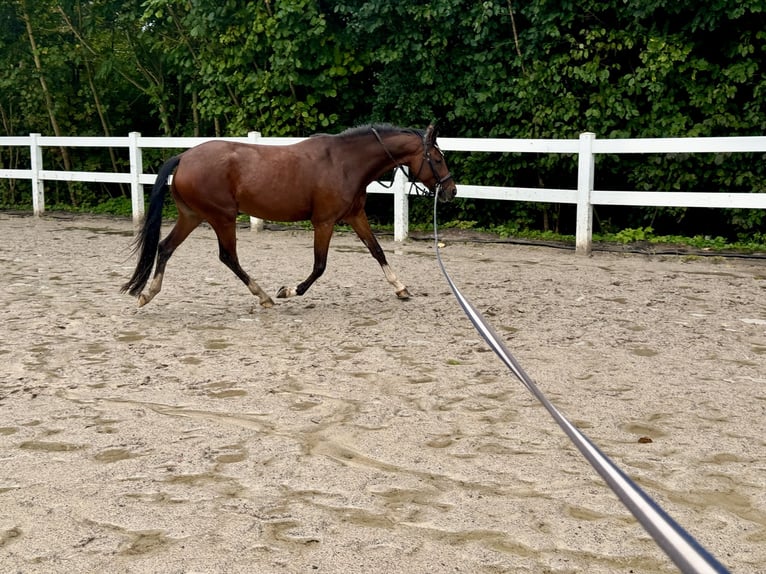 Deutsches Reitpony Stute 6 Jahre 146 cm Brauner in Philippsthal (Werra)