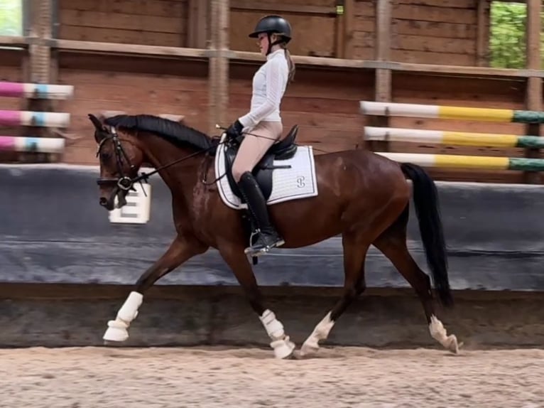 Deutsches Reitpony Stute 6 Jahre 146 cm Brauner in Philippsthal (Werra)