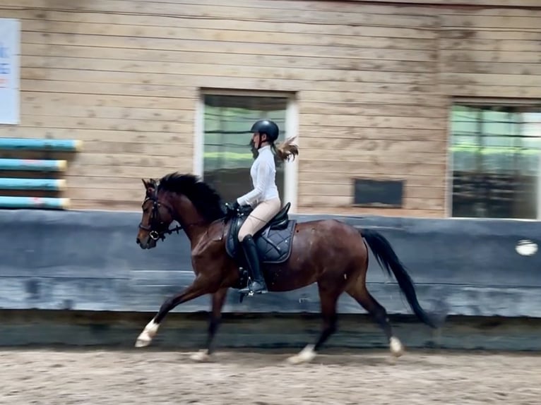 Deutsches Reitpony Stute 6 Jahre 146 cm Brauner in Philippsthal (Werra)