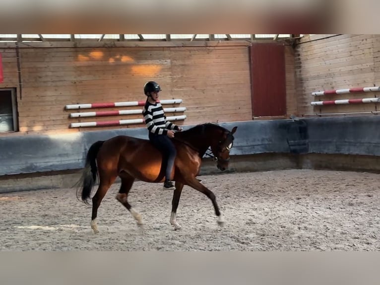 Deutsches Reitpony Stute 6 Jahre 146 cm Brauner in Philippsthal (Werra)