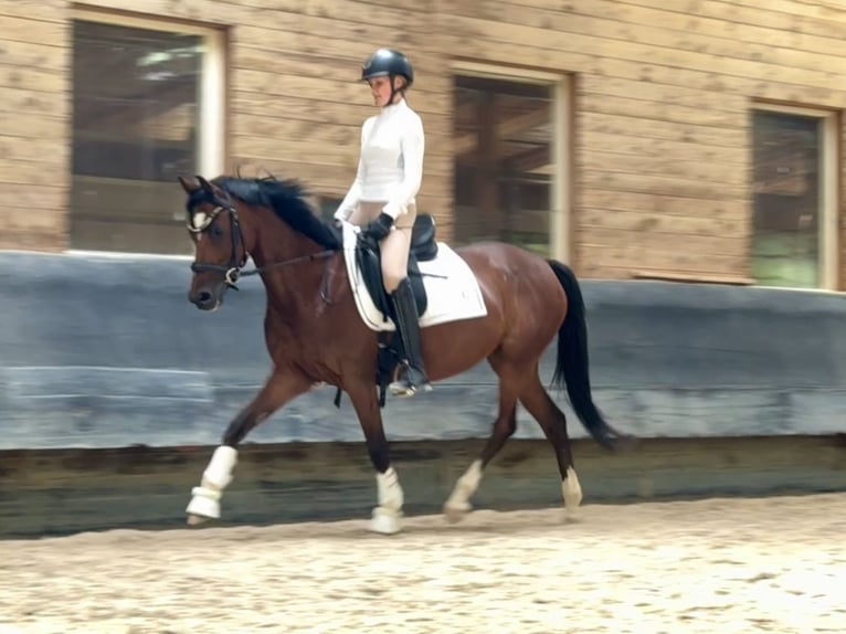 Deutsches Reitpony Stute 6 Jahre 146 cm Brauner in Philippsthal (Werra)