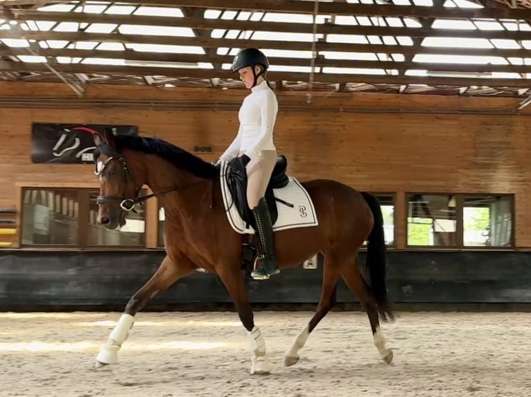 Deutsches Reitpony Stute 6 Jahre 146 cm Brauner in Philippsthal (Werra)