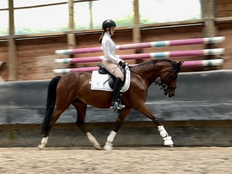 Deutsches Reitpony Stute 6 Jahre 146 cm Brauner in Philippsthal (Werra)