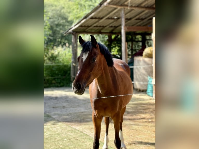 Deutsches Reitpony Stute 6 Jahre 146 cm Brauner in Philippsthal (Werra)
