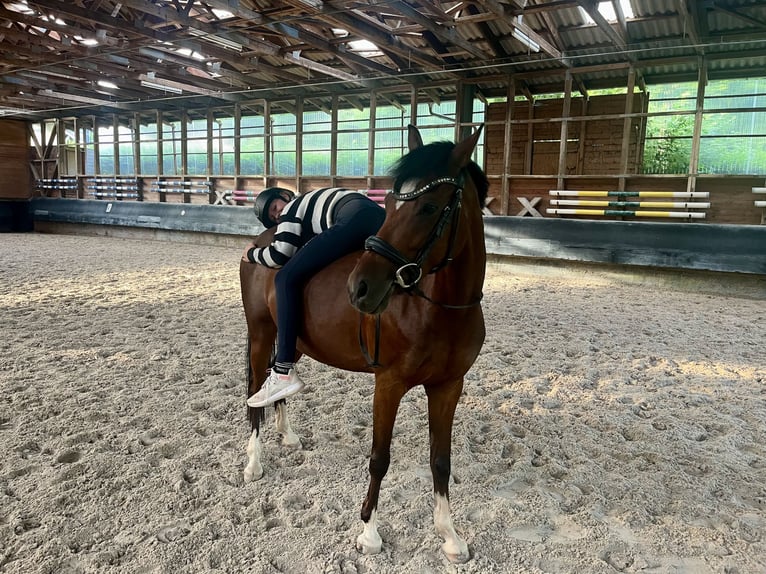 Deutsches Reitpony Stute 6 Jahre 146 cm Brauner in Philippsthal (Werra)
