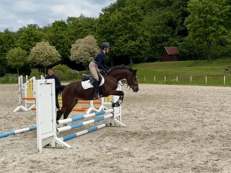 Deutsches Reitpony Stute 6 Jahre 146 cm Brauner in Philippsthal (Werra)