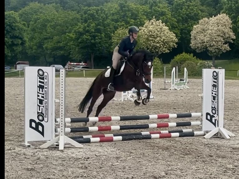 Deutsches Reitpony Stute 6 Jahre 146 cm Brauner in Philippsthal (Werra)