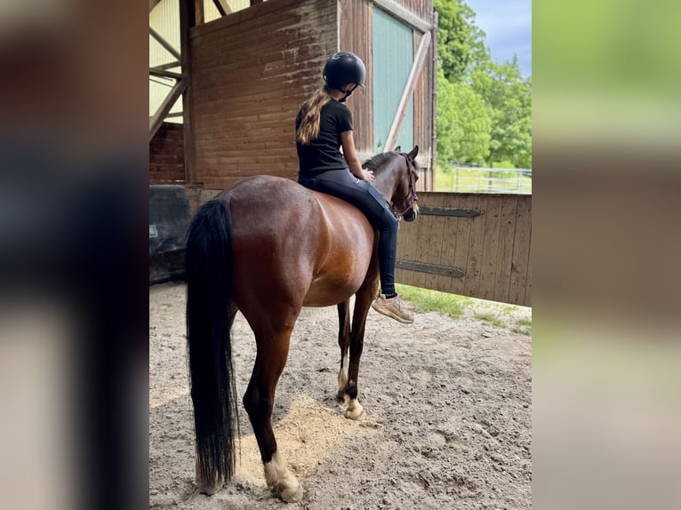 Deutsches Reitpony Stute 6 Jahre 146 cm Brauner in Philippsthal (Werra)