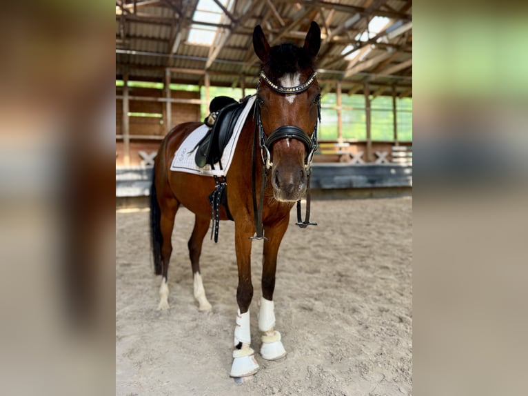 Deutsches Reitpony Stute 6 Jahre 146 cm Brauner in Philippsthal (Werra)
