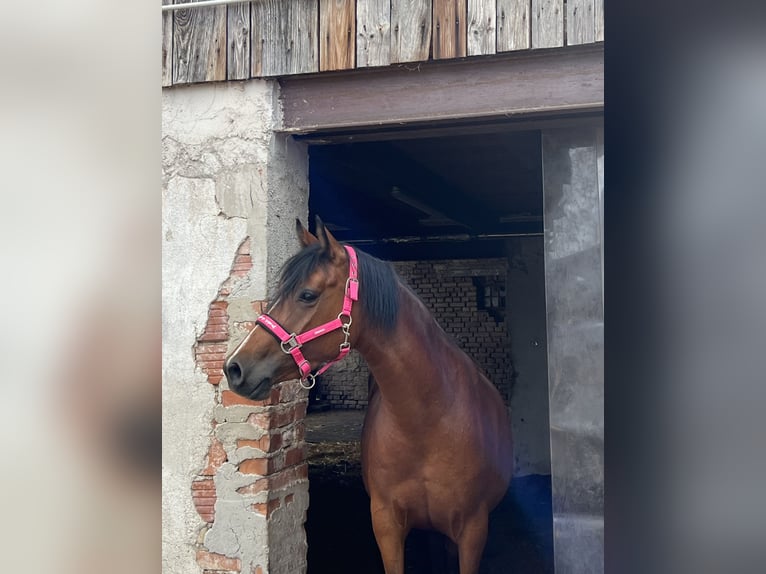 Deutsches Reitpony Stute 6 Jahre 146 cm Brauner in Pitten