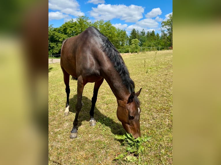 Deutsches Reitpony Stute 6 Jahre 146 cm Brauner in Höpfingen