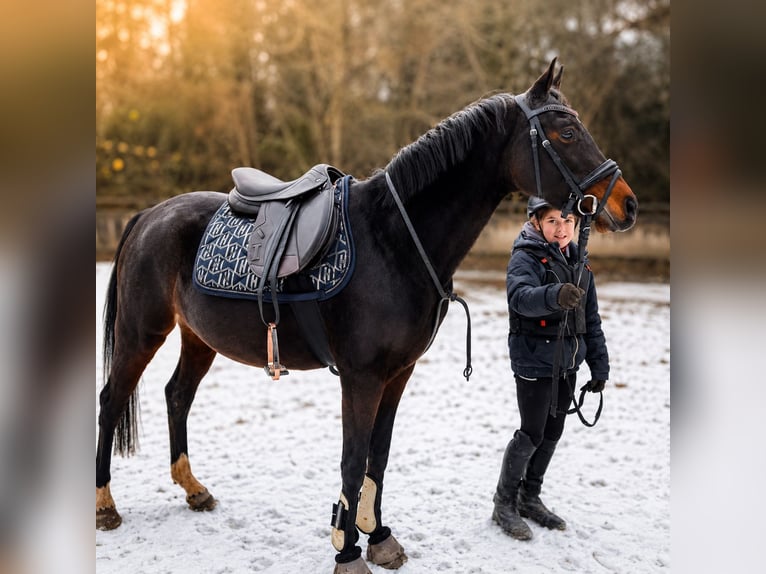 Deutsches Reitpony Stute 6 Jahre 146 cm Brauner in Höpfingen