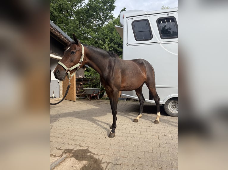 Deutsches Reitpony Stute 6 Jahre 146 cm Brauner in Höpfingen