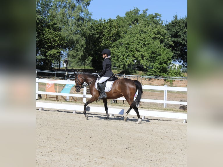 Deutsches Reitpony Stute 6 Jahre 146 cm Brauner in Höpfingen