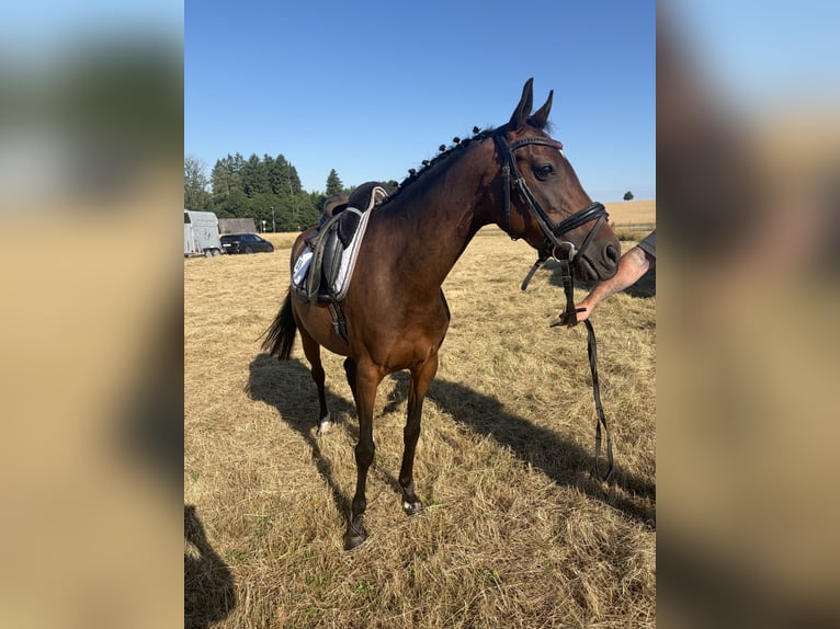 Deutsches Reitpony Stute 6 Jahre 146 cm Brauner in Höpfingen