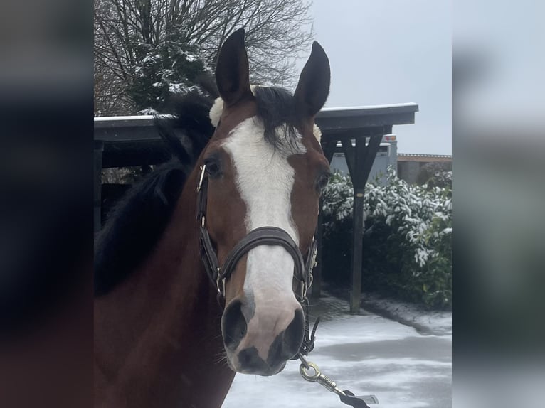 Deutsches Reitpony Stute 6 Jahre 146 cm Brauner in Wipperfürth