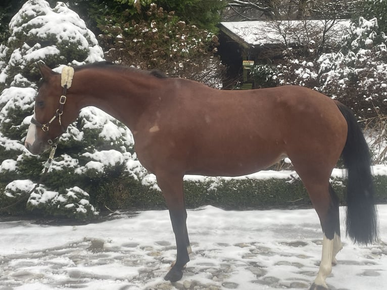 Deutsches Reitpony Stute 6 Jahre 146 cm Brauner in Wipperfürth