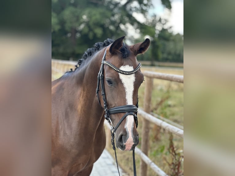 Deutsches Reitpony Stute 6 Jahre 146 cm Dunkelbrauner in Neustadt am R&#xFC;benberge