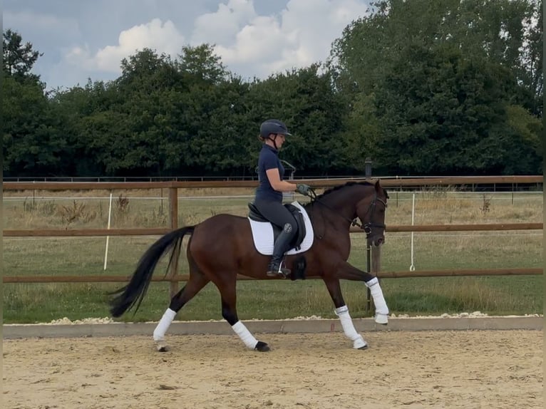 Deutsches Reitpony Stute 6 Jahre 146 cm Dunkelbrauner in Neustadt am R&#xFC;benberge