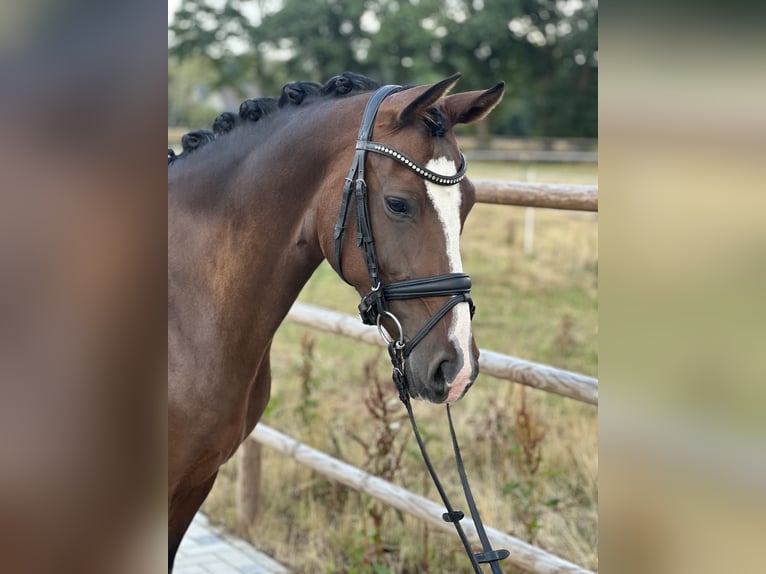 Deutsches Reitpony Stute 6 Jahre 146 cm Dunkelbrauner in Neustadt am R&#xFC;benberge