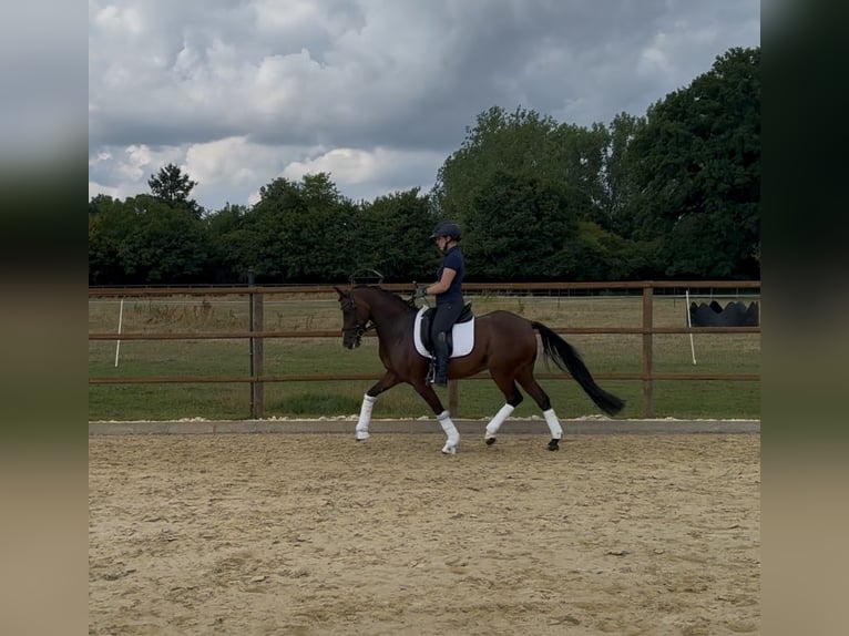 Deutsches Reitpony Stute 6 Jahre 146 cm Dunkelbrauner in Neustadt am R&#xFC;benberge