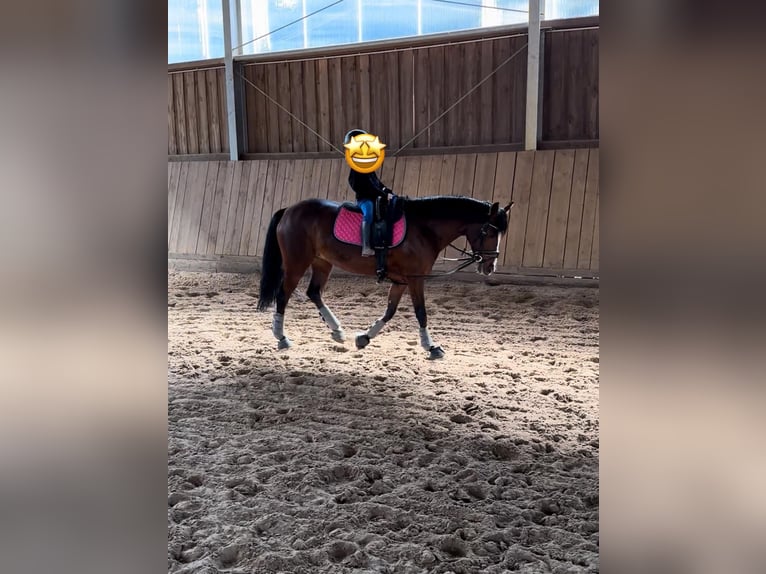 Deutsches Reitpony Stute 6 Jahre 146 cm Dunkelbrauner in Neustadt am R&#xFC;benberge