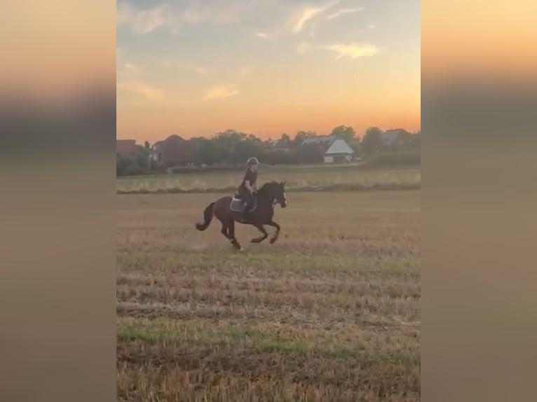 Deutsches Reitpony Stute 6 Jahre 146 cm Dunkelbrauner in Neustadt am R&#xFC;benberge