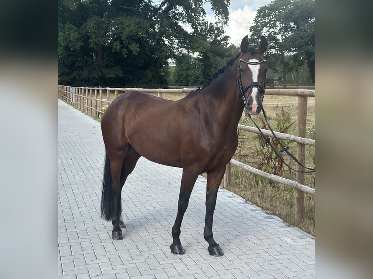 Deutsches Reitpony Stute 6 Jahre 146 cm Dunkelbrauner in Neustadt am R&#xFC;benberge