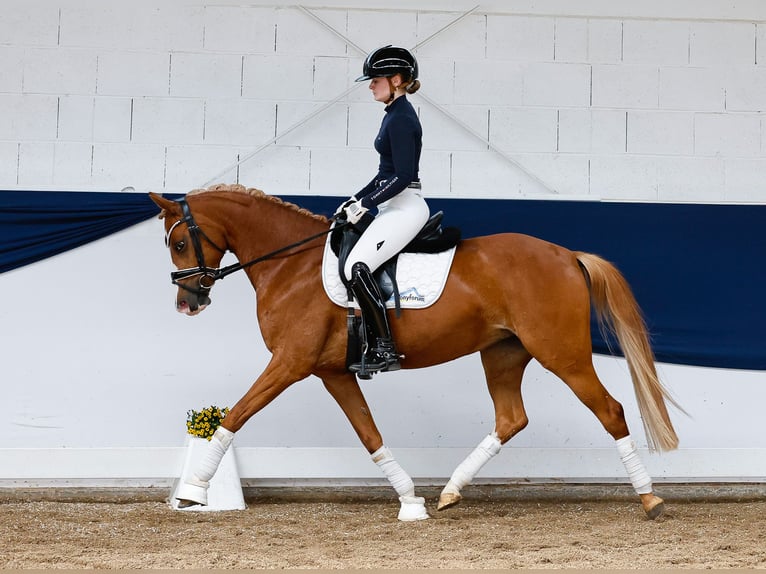Deutsches Reitpony Stute 6 Jahre 146 cm Fuchs in Marsberg