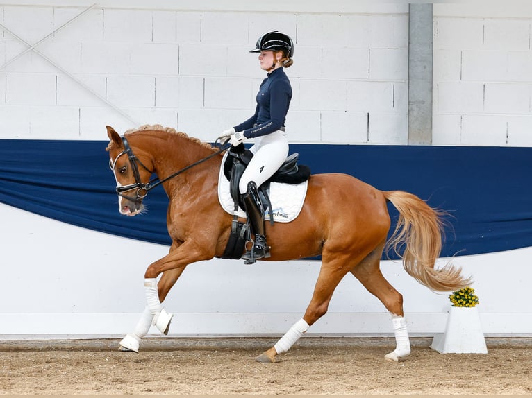 Deutsches Reitpony Stute 6 Jahre 146 cm Fuchs in Marsberg