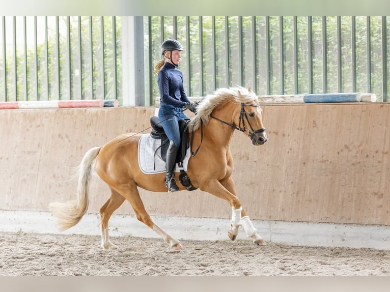 Deutsches Reitpony Stute 6 Jahre 146 cm Palomino in Wiesbaum