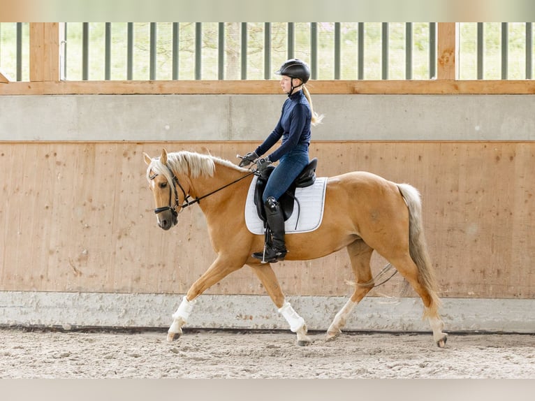 Deutsches Reitpony Stute 6 Jahre 146 cm Palomino in Wiesbaum