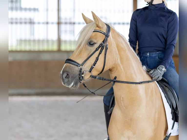 Deutsches Reitpony Stute 6 Jahre 146 cm Palomino in Wiesbaum