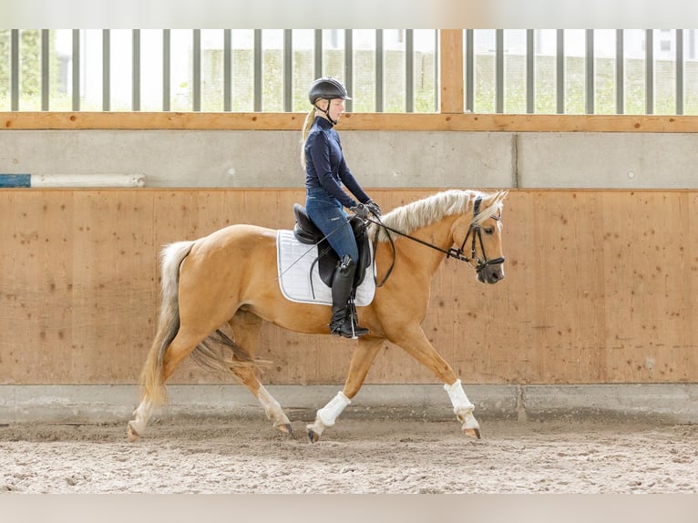 Deutsches Reitpony Stute 6 Jahre 146 cm Palomino in Wiesbaum