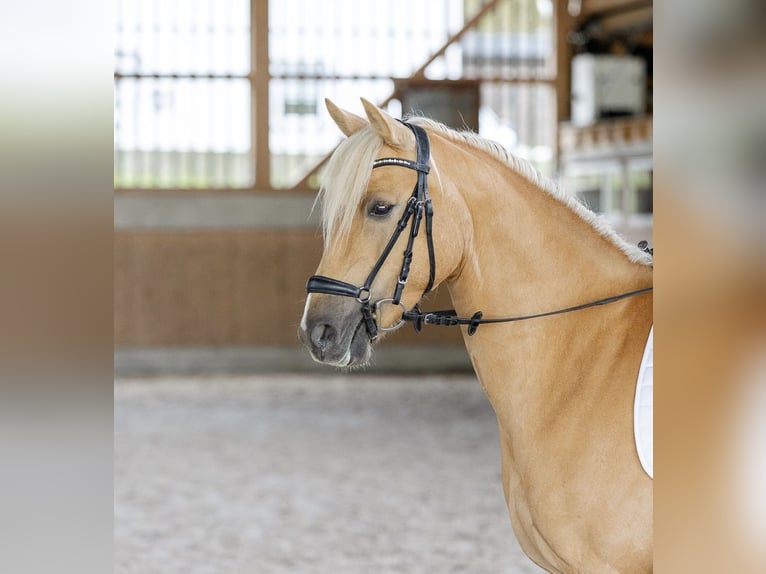 Deutsches Reitpony Stute 6 Jahre 146 cm Palomino in Wiesbaum