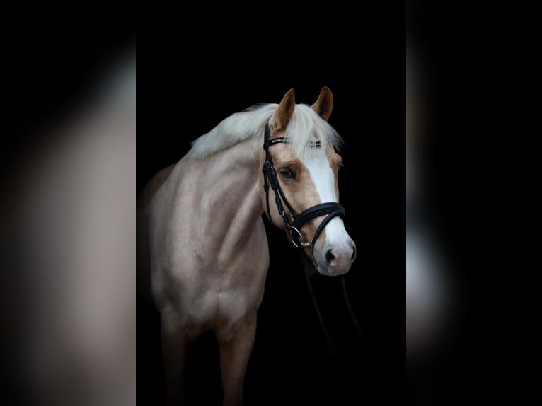 Deutsches Reitpony Stute 6 Jahre 146 cm Palomino in Mülheim an der Ruhr