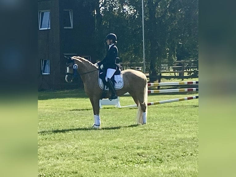 Deutsches Reitpony Stute 6 Jahre 146 cm Palomino in Mülheim an der Ruhr