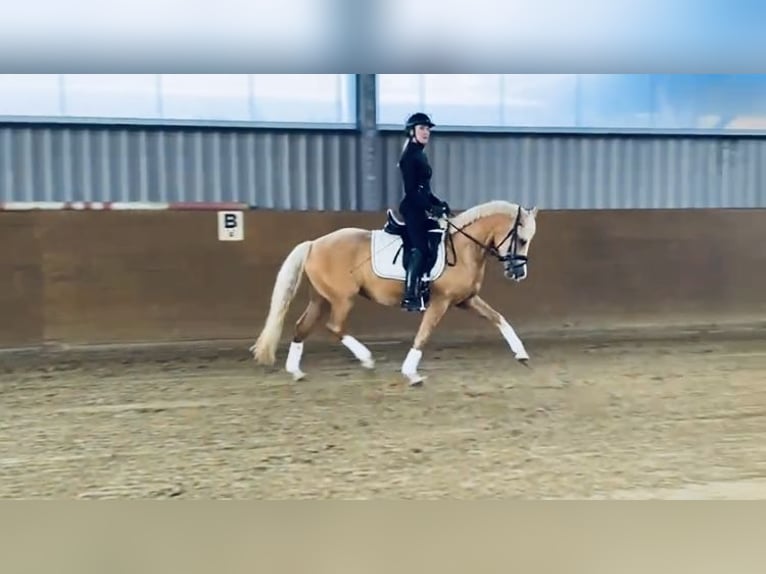 Deutsches Reitpony Stute 6 Jahre 146 cm Palomino in Mülheim an der Ruhr