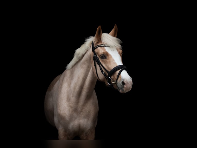 Deutsches Reitpony Stute 6 Jahre 146 cm Palomino in Mülheim an der Ruhr