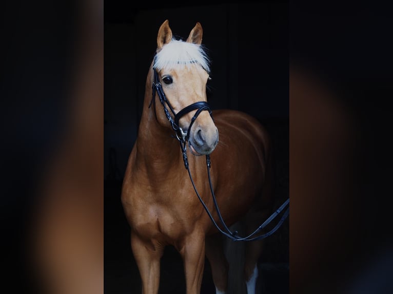 Deutsches Reitpony Stute 6 Jahre 146 cm Palomino in Laer