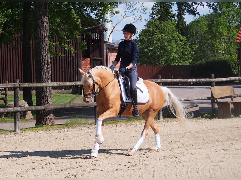 Deutsches Reitpony Stute 6 Jahre 146 cm Palomino in Laer