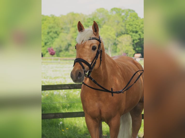 Deutsches Reitpony Stute 6 Jahre 146 cm Palomino in Laer