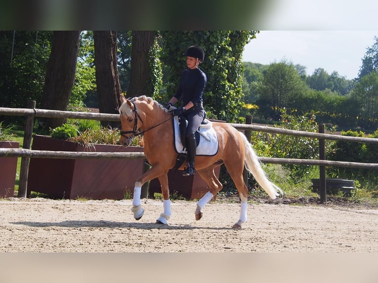 Deutsches Reitpony Stute 6 Jahre 146 cm Palomino in Laer