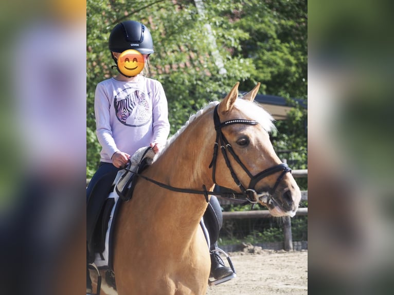 Deutsches Reitpony Stute 6 Jahre 146 cm Palomino in Laer