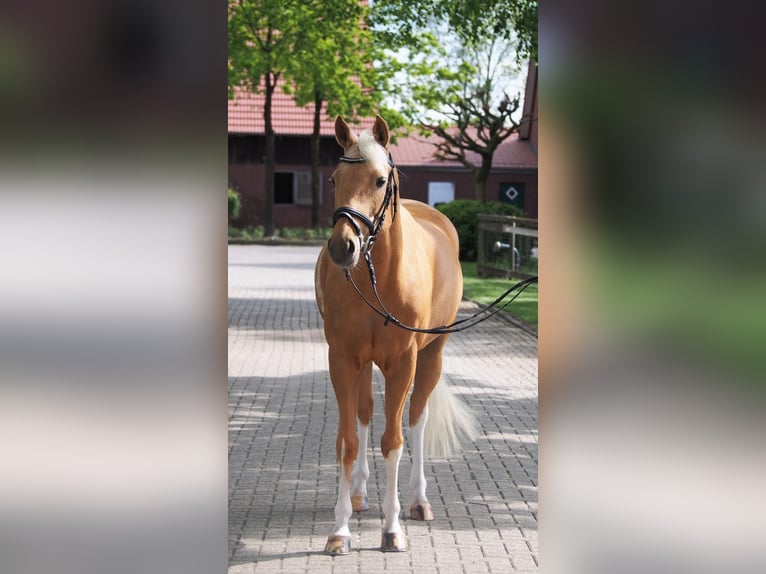 Deutsches Reitpony Stute 6 Jahre 146 cm Palomino in Laer