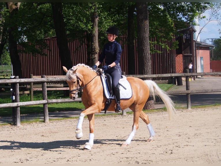 Deutsches Reitpony Stute 6 Jahre 146 cm Palomino in Laer