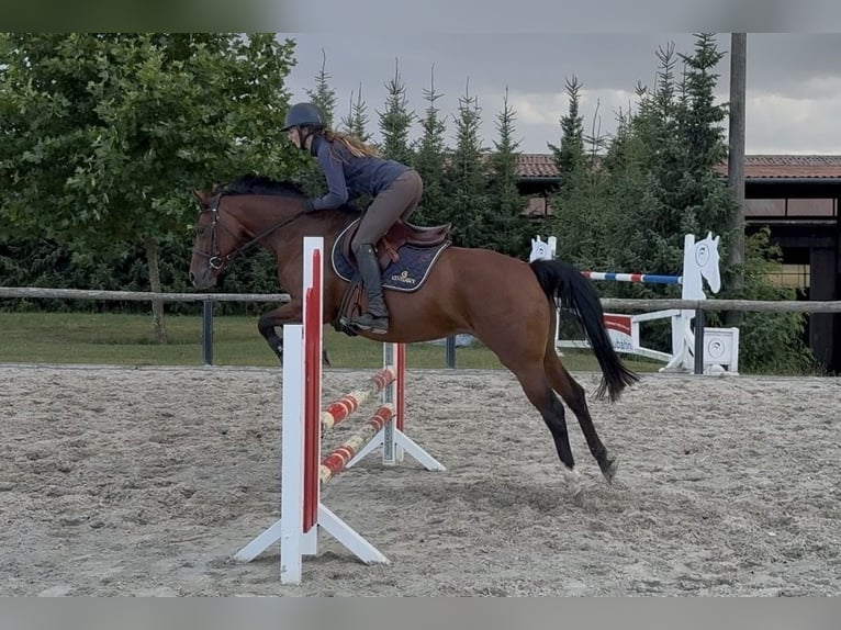 Deutsches Reitpony Stute 6 Jahre 146 cm  in Schwedt/Oder