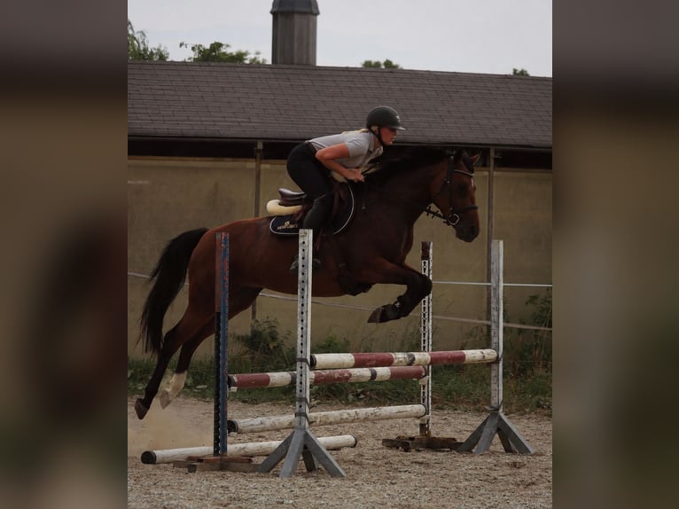 Deutsches Reitpony Stute 6 Jahre 146 cm  in Schwedt/Oder