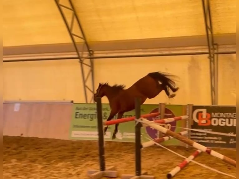 Deutsches Reitpony Stute 6 Jahre 146 cm  in Schwedt/Oder
